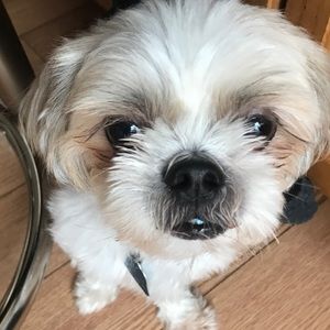 Meet your Posher, Joel